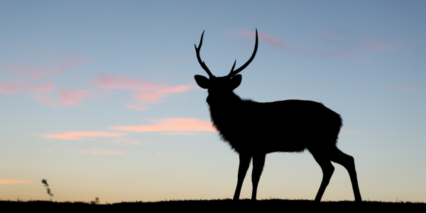 Venison and Game